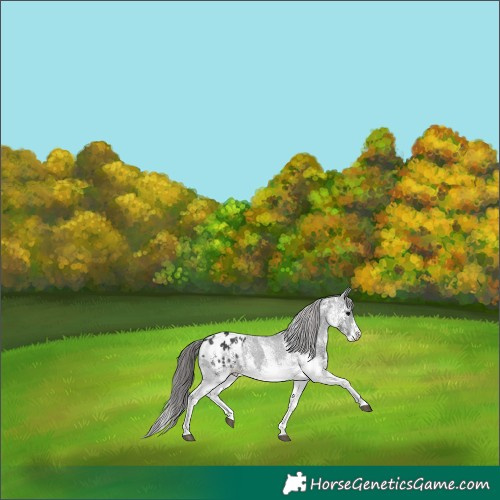 Horse Color:Platinum White Spotted Black Appaloosa Rabicano 