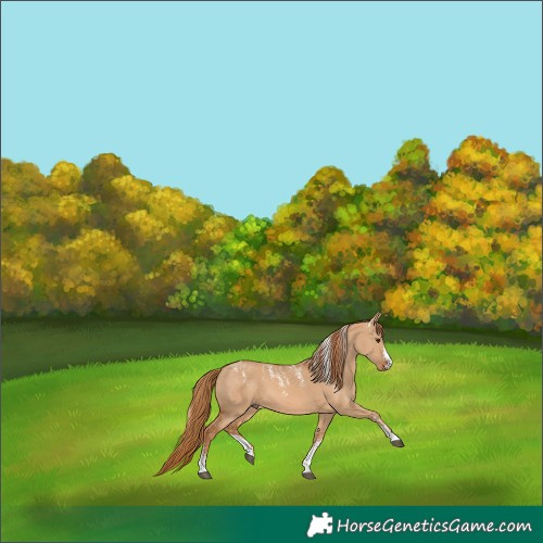 Horse Color:Powder White Red Dun 