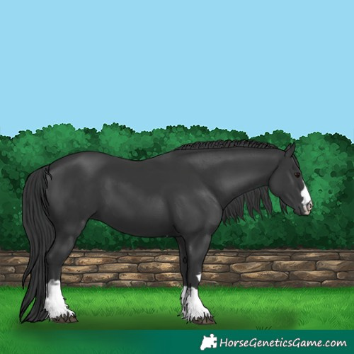 Horse Color:Black 