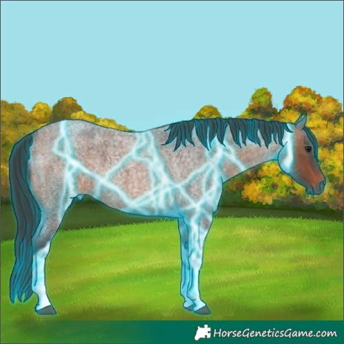 Horse Color:Thunderstruck Brown Roan Tobiano 
