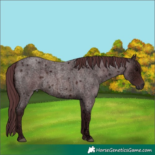Horse Color:Chocolate Brown Ice Roan 