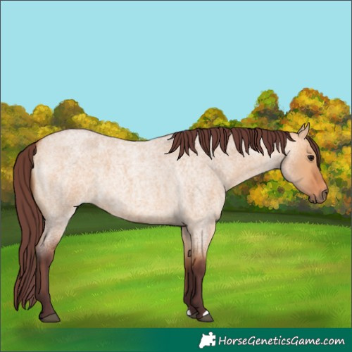 Horse Color:Chocolate Bay Roan Dun 