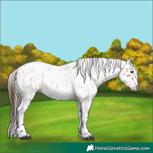 Horse Color:Bay Roan Leopard Rabicano 