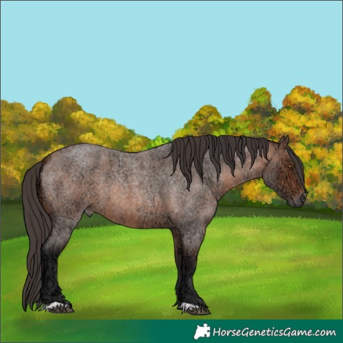 Horse Color:Bay Ice Roan 