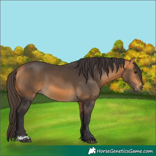 Horse Color:Buckskin Sabino 