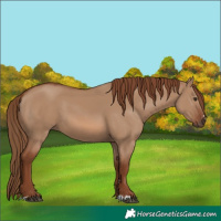 Horse Color:Red Dun 