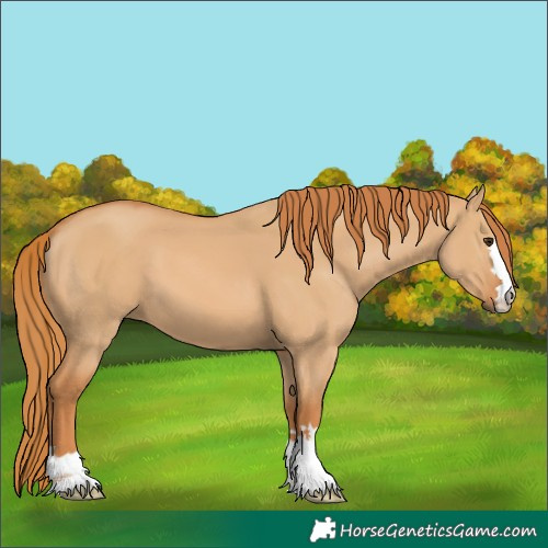 Horse Color:Red Dun 