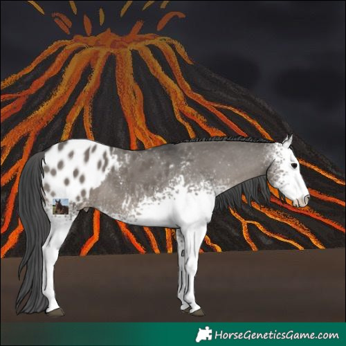 Horse Color:White Spotted Grullo Appaloosa Rabicano 