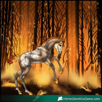 Horse Color:Amber Champagne Appaloosa 