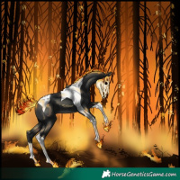 Horse Color:Black Tobiano 