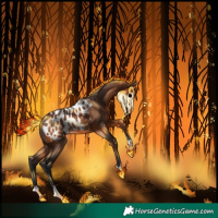 Horse Color:Brown Appaloosa 