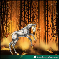 Horse Color:Classic Champagne Appaloosa