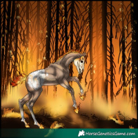 Horse Color:Amber Champagne Appaloosa 