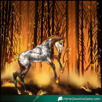 Horse Color:Bay Appaloosa 