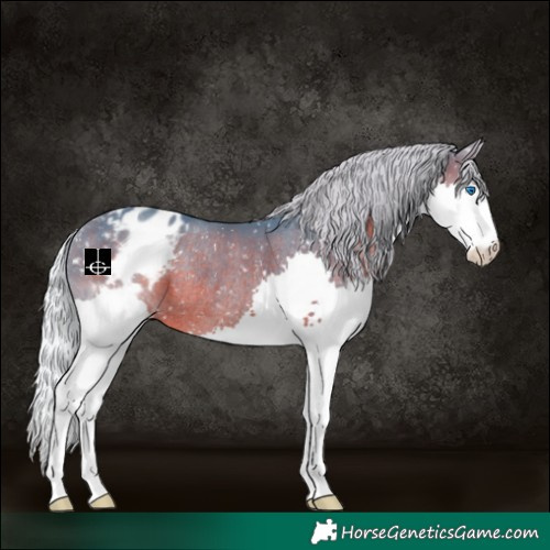 Horse Color:Watercolor White Spotted Silver Brown Splash Appaloosa Rabicano 