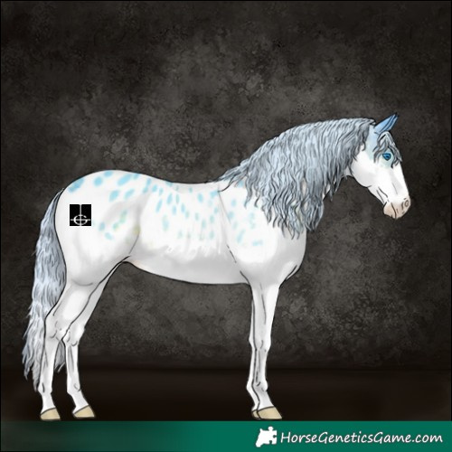 Horse Color:Watercolor White Spotted Silver Buckskin Splash Appaloosa 