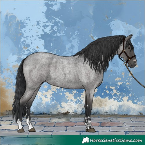 Horse Color:Blue Roan 