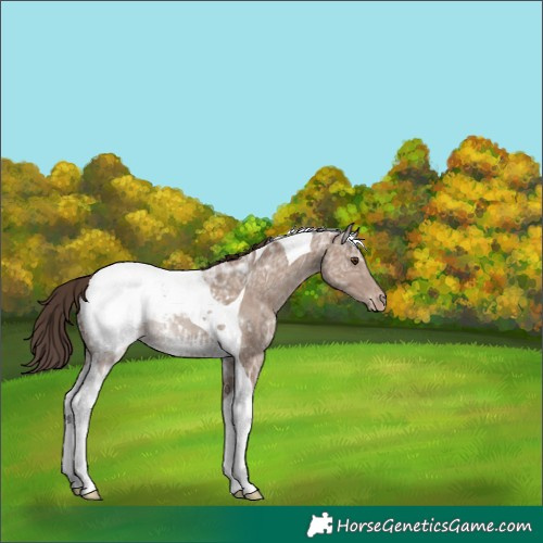 Horse Color:Classic Champagne Ice Tobiano Appaloosa 