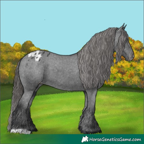 Horse Color:Black Appaloosa 