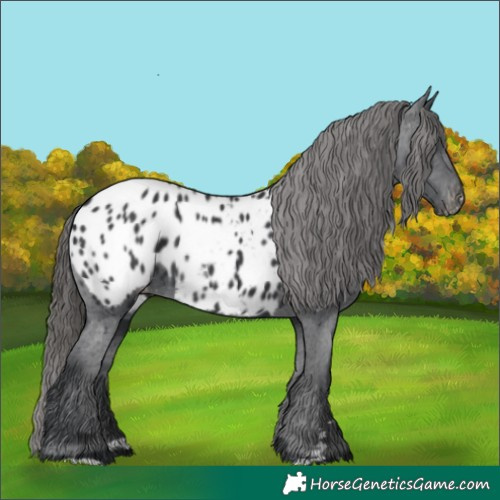 Horse Color:Black Near Leopard