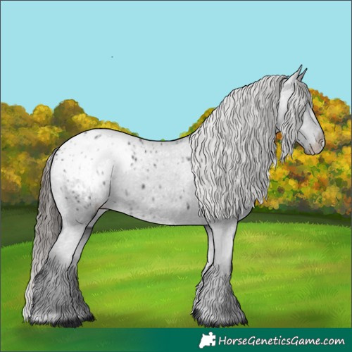 Horse Color:Black Appaloosa 