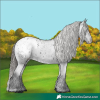 Horse Color:Black Appaloosa 
