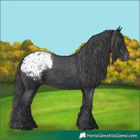 Horse Color:Black Appaloosa 