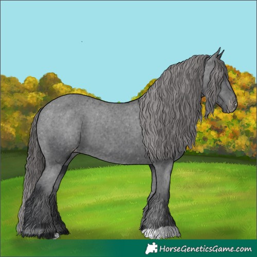 Horse Color:Black Appaloosa 