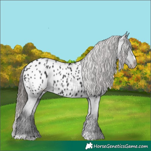 Horse Color:Black Appaloosa 