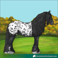 Horse Color:Black Appaloosa