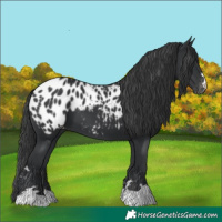 Horse Color:Black Near Leopard 