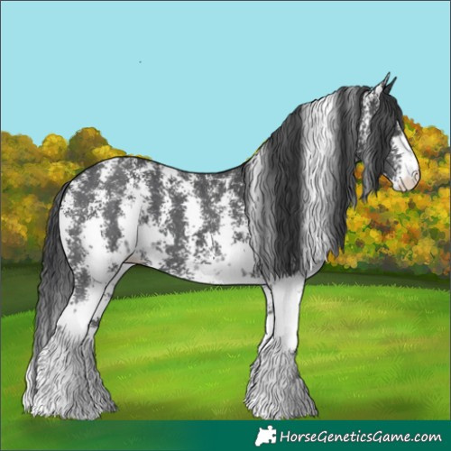 Horse Color:Black Sabino 