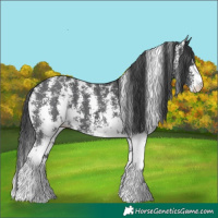 Horse Color:Black Sabino 