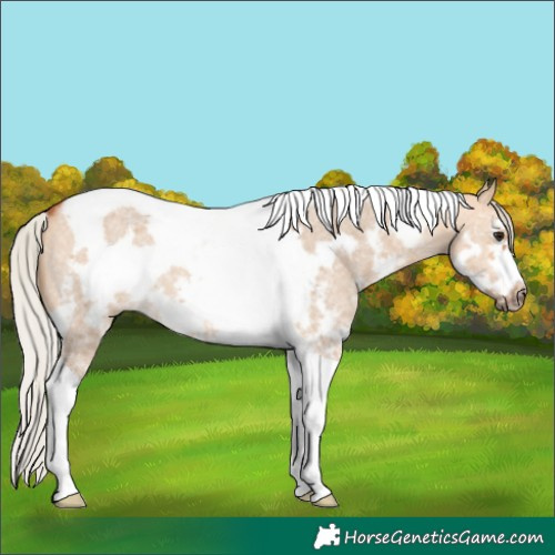 Horse Color:Silver Bay Dun Sabino Tobiano Frame Rabicano