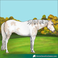 Horse Color:Silver Bay Dun Sabino Tobiano Frame Rabicano 