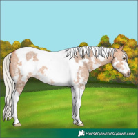 Horse Color:Silver Bay Dun Sabino Tobiano Frame Rabicano 