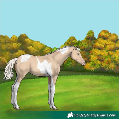 Horse Color:Silver Classic Champagne Dun Tobiano 