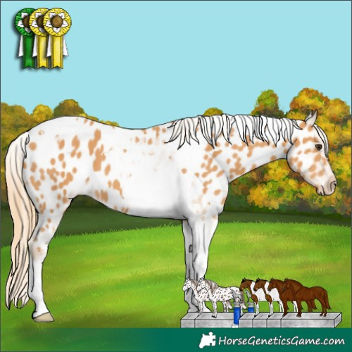 Horse Color:Chestnut Tobiano Near Leopard 