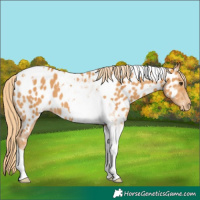 Horse Color:Chestnut Tobiano Appaloosa 