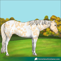 Horse Color:Palomino Dun Tobiano Appaloosa 