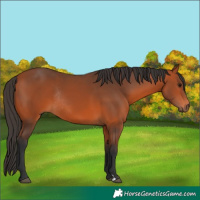 Horse Color:Bay Rabicano 
