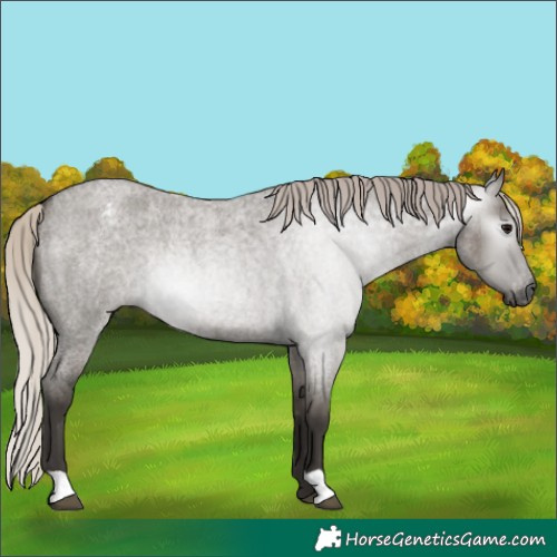 Horse Color:Gray Silver Grullo Roan Varnish Rabicano 