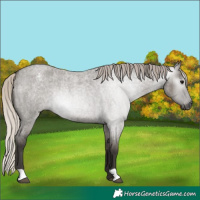 Horse Color:Gray Silver Grullo Roan Appaloosa Rabicano 