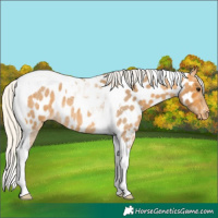 Horse Color:Silver Buckskin Roan Tobiano Appaloosa 