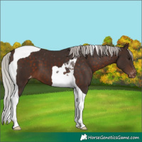 Horse Color:Silver Brown Tobiano Appaloosa 