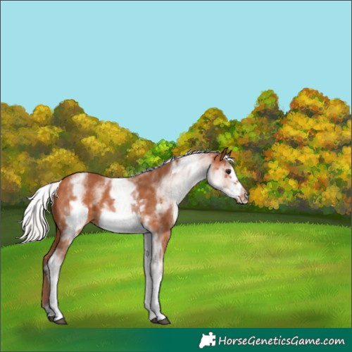 Horse Color:White Spotted Silver Bay Frame 