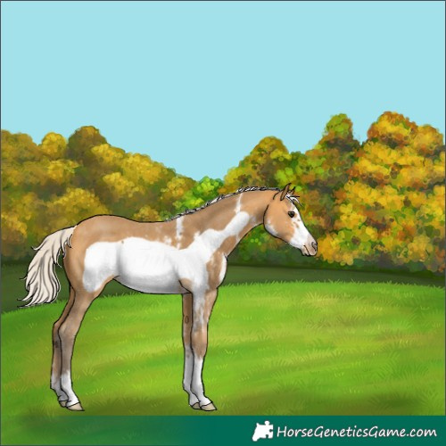 Horse Color:Silver Buckskin Sabino Frame 