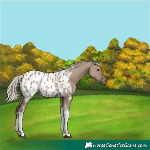 Horse Color:Silver Grullo Tobiano Blanket 
