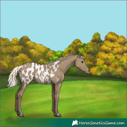 Horse Color:Silver Smoky Grullo Blanket Rabicano 