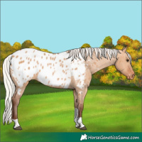 Horse Color:Silver Bay Dun Tobiano Appaloosa 